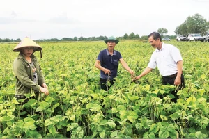 Trung tâm Khuyến nông quốc gia hỗ trợ nông dân xã Đức Minh, tỉnh Hà Tĩnh trồng cây đậu xanh.