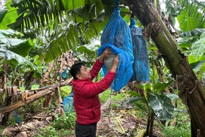 Quy trình canh tác chuối chuyên nghiệp, bài bản tại Công ty An Thịnh Khang-Farm (Gia Lai).