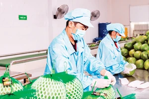 Đóng gói trái cây xuất khẩu tại Công ty Vina T&T Group. (Ảnh MINH ANH)