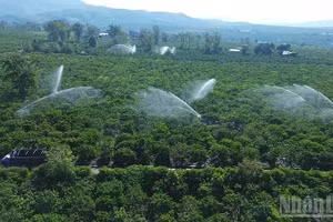 Tưới cà-phê bằng hệ thống béc phun tiết kiệm nước tại xã Đăk Hà.