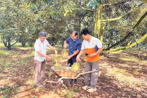 Vườn sầu riêng của gia đình ông Trần Quang Tá, xã Ea Knuếc (Đắk Lắk)