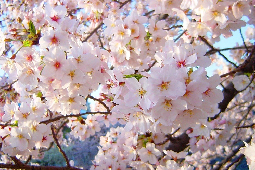 Khẳng định mối quan hệ đối tác tin cậy Việt Nam-Nhật Bản