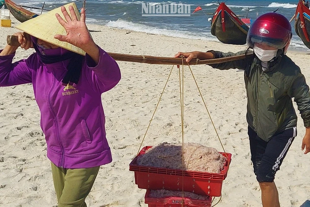 Phụ nữ làng biển bãi ngang Quảng Bình gánh ruốc từ thuyền lên bờ.