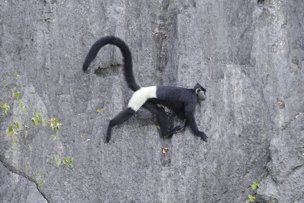 Một cá thể voọc quần đùi trắng được chụp tại Kim Bảng, Hà Nam (Ảnh: Trung tâm Bảo tồn Thiên nhiên và Phát triển).