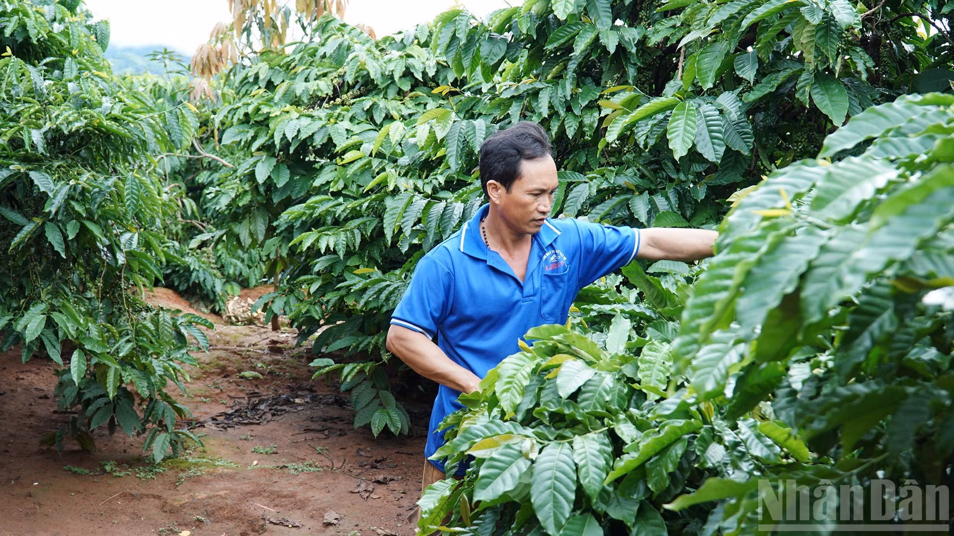 Cây cà-phê mang lại giúp gia đình anh A Gương đổi đời.