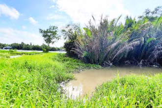 Trang trại nuôi heo dẫn ra sông Cái Bé có nguy cơ gây ảnh hưởng ô nhiễm môi trường.