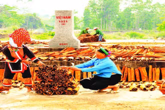 Khung cảnh biên cương Bình Liêu thêm thanh bình với hình ảnh người dân thu mua và phơi quế bên Cột mốc biên giới.