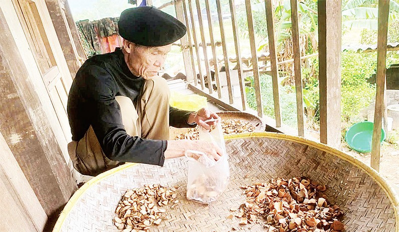 Cụ Hoàng Văn Đặng giới thiệu về một số loại cây quý trên rừng phục vụ sản xuất men nấu rượu.