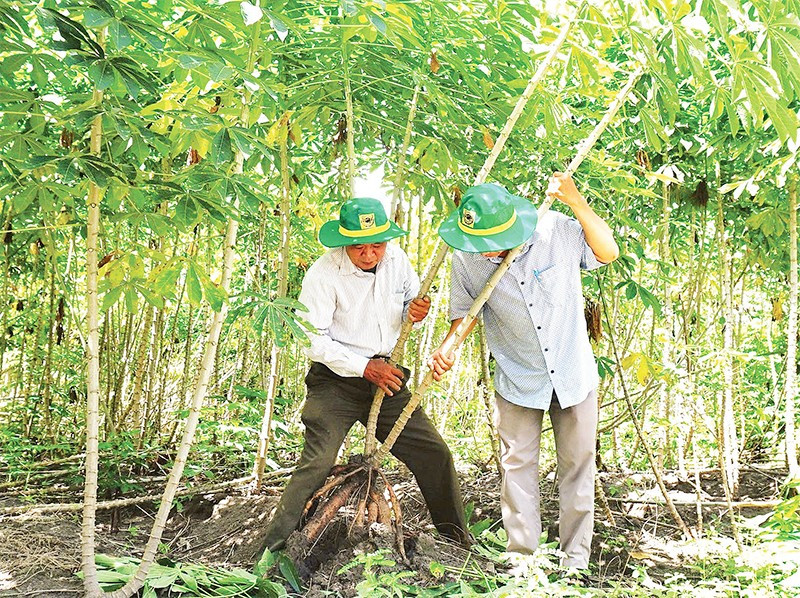 Cán bộ khuyến nông kiểm tra quá trình phát triển của cây sắn.