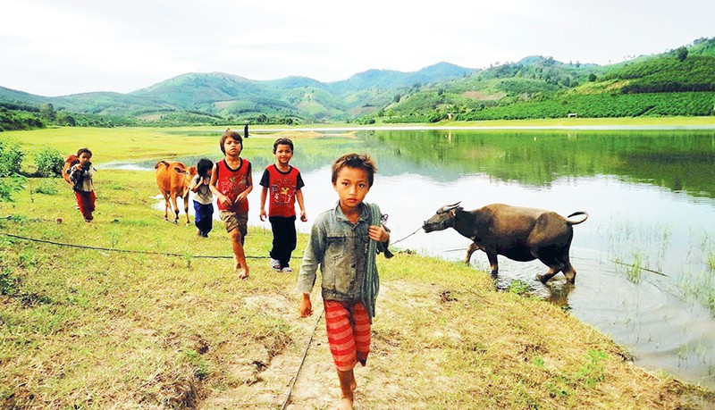 Các em nhỏ thôn Wang Hra dắt trâu ra đồng.