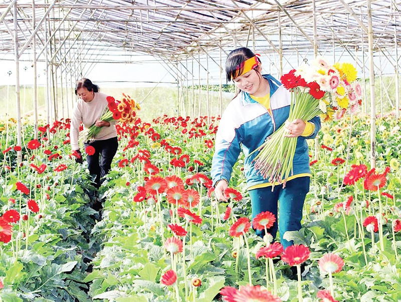 Hoa đồng tiền được canh tác nhiều tại làng Thái Phiên, là một trong những loài hoa đặc trưng của làng.