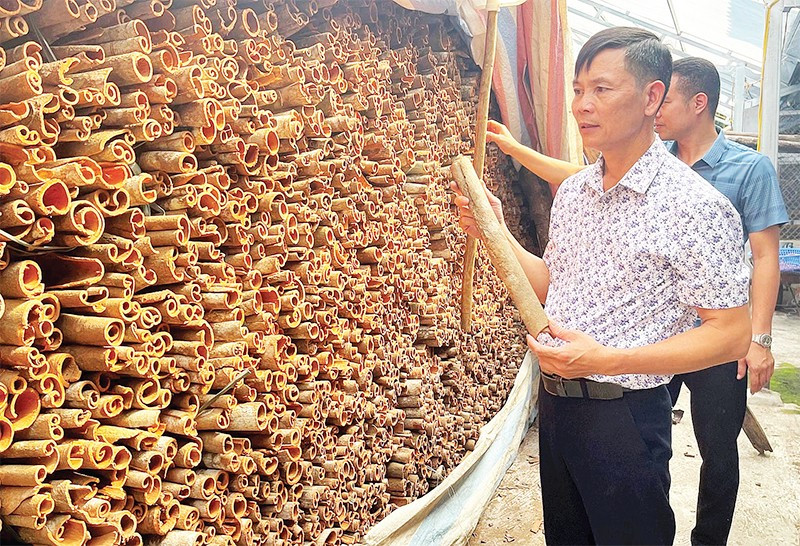 Anh Trần Văn Cháng bên sản phẩm quế hữu cơ chuẩn bị xuất bán.