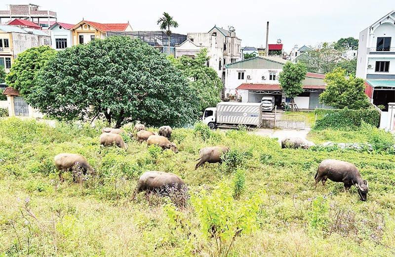Nhiều hộ gia đình chuẩn bị điều kiện để tái đàn vật nuôi.