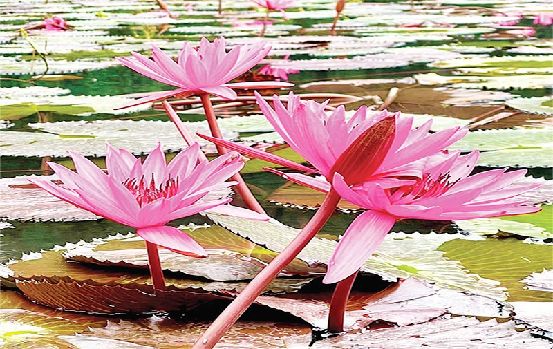 Hoa súng, biểu tượng của vẻ đẹp thanh khiết và sức sống mãnh liệt.