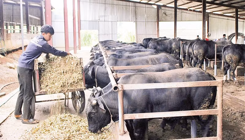 Mô hình nuôi bò lai 3B tại xã Chiềng Mai, tỉnh Sơn La đang mở ra hướng sản xuất mới.