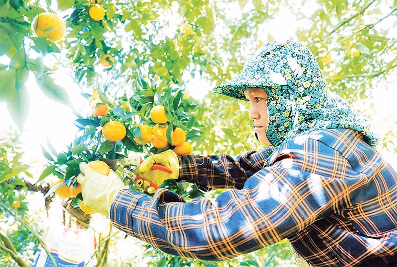 Nông dân xã Vân Sơn thu hoạch quýt Nam Sơn.