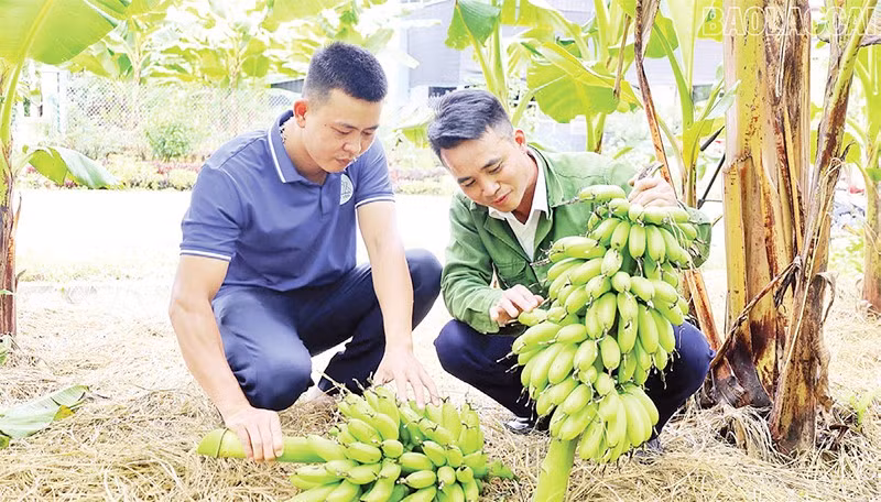 Người dân xã Bảo Hà thu hoạch chuối ngự. (Ảnh KIM THOA)