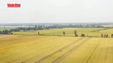 [Video] Giá lúa, gạo và cà phê đồng loạt giảm sâu