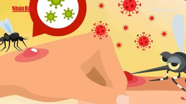 [Video] Chủ động ngăn chặn dịch Chikungunya ngay từ cửa khẩu và cơ sở y tế