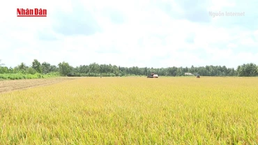 [Video] Giá gạo xuất khẩu Việt Nam tăng, doanh nghiệp đẩy mạnh đa dạng hóa thị trường