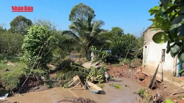 [Video] Khắc phục kịp thời sạt lở cồn Thanh Long, Vĩnh Long 