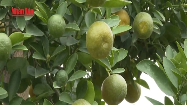 [Video] Nhà vườn quất Ninh Bình vào vụ Tết