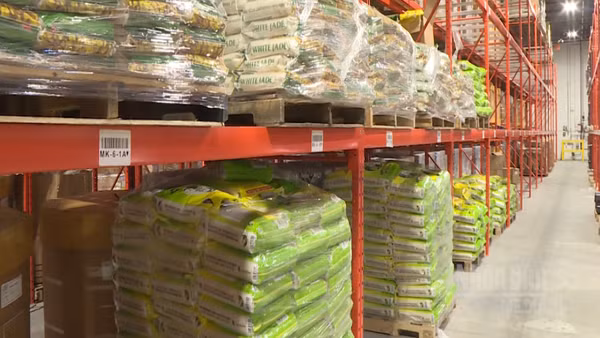 [Video] Giá lúa gạo trong nước và xuất khẩu đồng loạt tăng