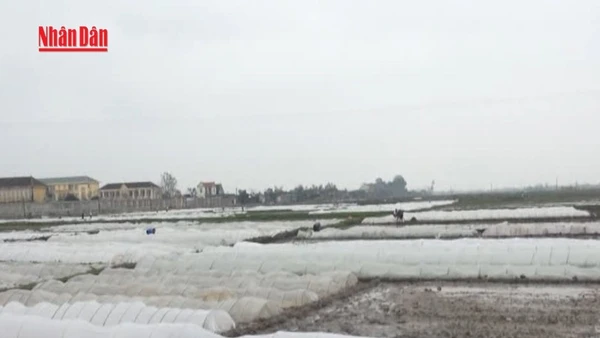 [Video] Chủ động ứng phó mưa lớn và rét đậm 