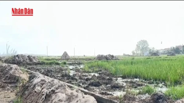 [Video] Đắk Lắk hỗ trợ bà con nông dân khôi phục sản xuất