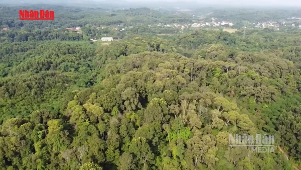 [Video] Rừng gỗ lớn – hướng đi bền vững của lâm nghiệp