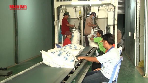 [Video] Việt Nam đã xuất khẩu hơn 7 triệu tấn gạo năm 2025