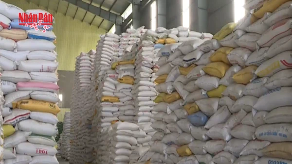 [Video] Xuất cấp hơn 14.660 tấn gạo dự trữ hỗ trợ Tết và giáp hạt năm 2026