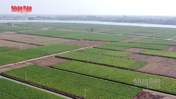 [Video] Xuất khẩu nông sản lạc quan những ngày đầu năm