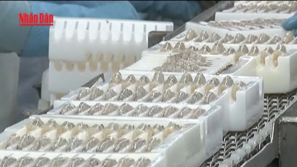 [Video] Xuất khẩu thủy sản lập kỷ lục 11,3 tỷ USD