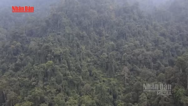 [Video] Việt Nam sắp có hành lang pháp lý riêng cho giao dịch tín chỉ carbon rừng 