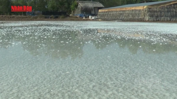 [Video] Thiệt hại nặng nề vì mưa trái mùa