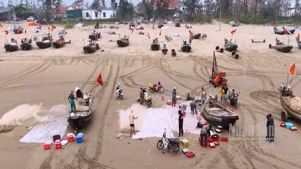 [Video] Ngư dân Hà Tĩnh trúng đậm hải sản mùa cao điểm