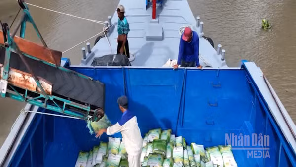 [Video] Xuất khẩu gạo chững lại, giá giảm do áp lực vận tải