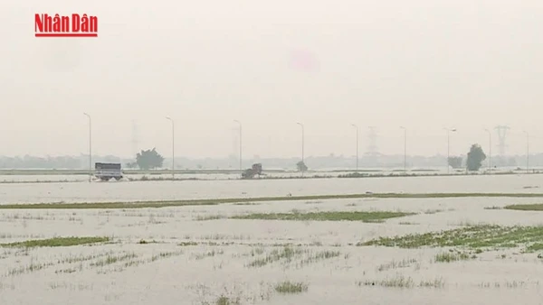 [Video] Khẩn trương khôi phục sản xuất nông nghiệp sau bão lũ