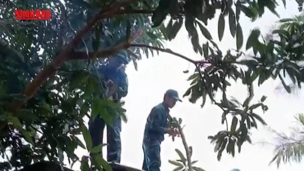 [Video] Đà Nẵng chủ động giúp dân phòng chống bão số 13 