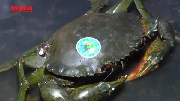 [Video] Ngành Cua Cà Mau khẳng định vị thế tiến tới đa dạng hóa thị trường