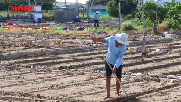 [Video] Khánh Hòa tái thiết sản xuất nông nghiệp phục vụ dịp Tết 