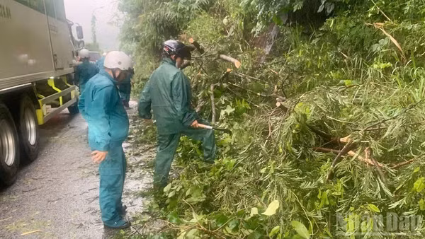 Mưa lớn kèm gió giật mạnh khiến cây rừng trên đèo Bảo Lộc ngã đổ ảnh hưởng đến việc lưu thông tại nhiều vị trí.