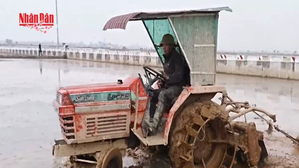 [Video] Hà Nội: Nông dân rộn ràng xuống đồng đầu xuân