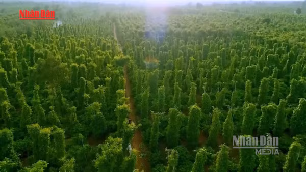 [Video] Hơn 3 triệu ha rừng “không chủ”: Điểm nghẽn của xuất khẩu xanh và thị trường carbon 