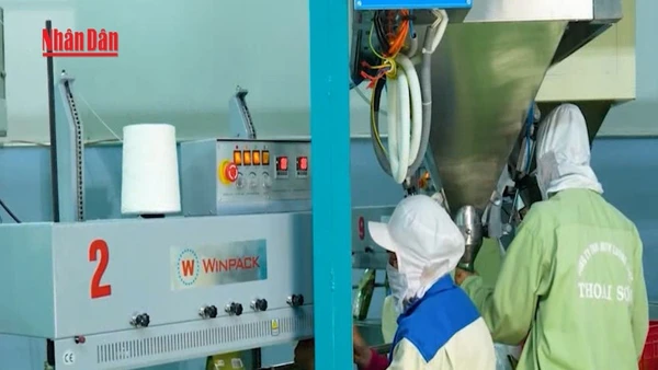 [Video] Gạo chất lượng cao Việt Nam bứt phá nhờ sản xuất xanh