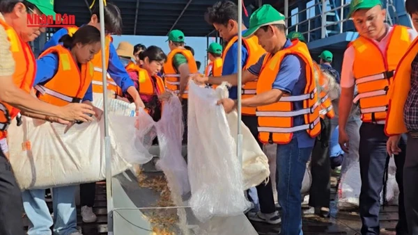 [Video] Thả hơn 200 nghìn con cá giống tái tạo nguồn lợi thuỷ sản