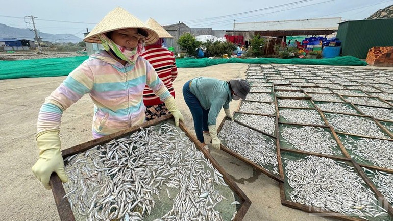 Nhờ sản phẩm bảo đảm chất lượng, khách hàng ổn định nên doanh thu hằng năm của Công ty Trách nhiệm hữu hạn Thủy sản khô Gia Bảo (thôn Lạc Nghiệp 1, xã Cà Ná, tỉnh Khánh Hòa) đạt từ 20-30 tỷ đồng. ndo_br_img-2435-3147.jpg