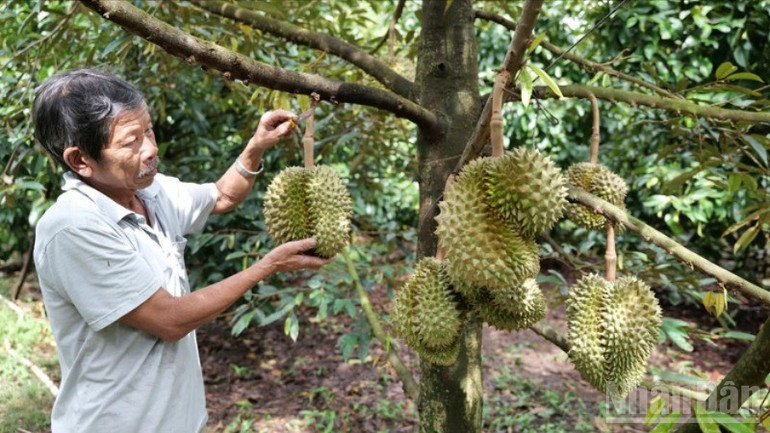 Ông Nguyễn Ngọc Thanh, chủ vườn trái cây Xuân Hùng, xã Lâm Sơn, tỉnh Khánh Hòa, chọn những quả sầu riêng chín, tỏa hương thơm cả nhà vườn để phục vụ du khách. ndo_br_3-8653.jpg
