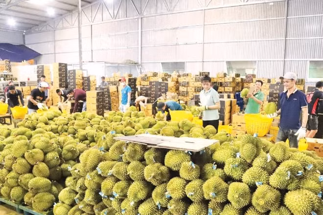 Việc thiết lập, quản lý mã số cơ sở đóng gói sầu riêng tạo điều kiện thuận lợi để sầu riêng Đắk Lắk xuất khẩu ra nước ngoài (Ảnh CÔNG LÝ)